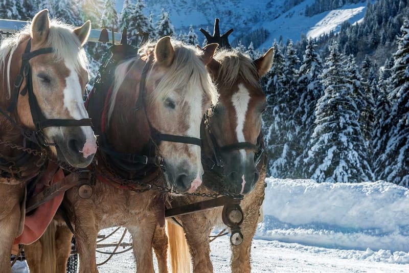 © Wildschoenau Tourismus, Photographer - Timeshot